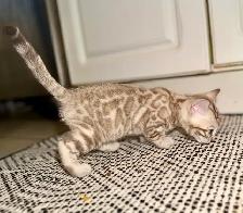 Beautiful Purebred Snow Bengal Kittens Available - Photo 6