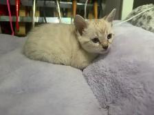 Beautiful Purebred Snow Bengal Kittens Available - Photo 7