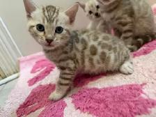 Beautiful Purebred Snow Bengal Kittens Available - Photo 8