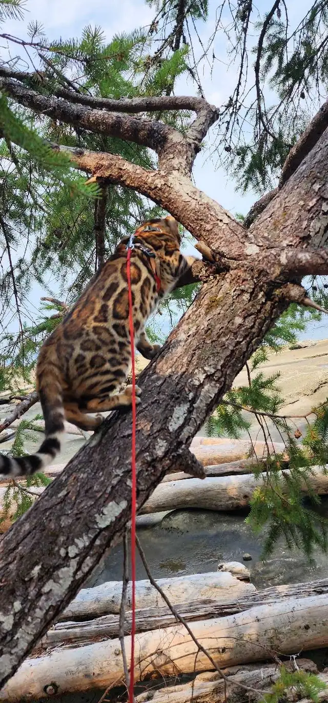 Bengal Kittens (Rosettes on Gold) TICA registration