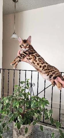 Bengal Kittens (Rosettes on Gold) TICA registration - Photo 4