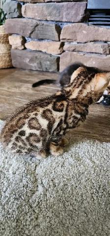 Bengal Kittens (Rosettes on Gold) TICA registration - Photo 8