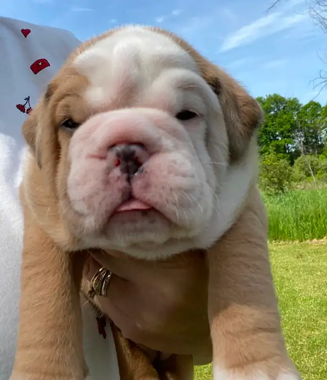 Gorgeous Bulldog Puppies