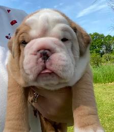 Gorgeous Bulldog Puppies