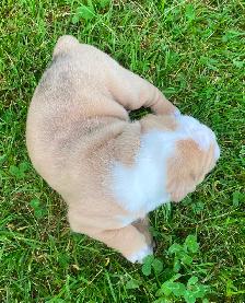 Gorgeous Bulldog Puppies - Photo 2