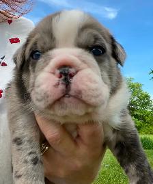 Gorgeous Bulldog Puppies - Photo 3
