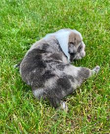 Gorgeous Bulldog Puppies - Photo 4