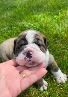 Gorgeous Bulldog Puppies - Photo 5