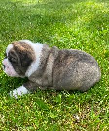 Gorgeous Bulldog Puppies - Photo 6