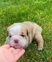Gorgeous Bulldog Puppies - Photo 7