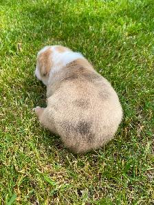 Gorgeous Bulldog Puppies - Photo 8