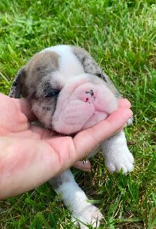 Gorgeous Bulldog Puppies - Photo 9