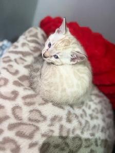 Stunning Purebred Snow Bengal Kittens