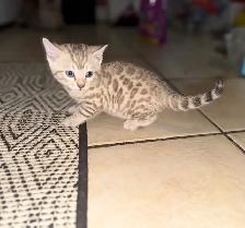 Stunning Purebred Snow Bengal Kittens - Photo 4