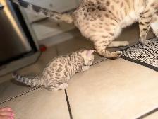 Stunning Purebred Snow Bengal Kittens - Photo 5