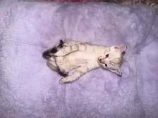 Stunning Purebred Snow Bengal Kittens - Photo 6