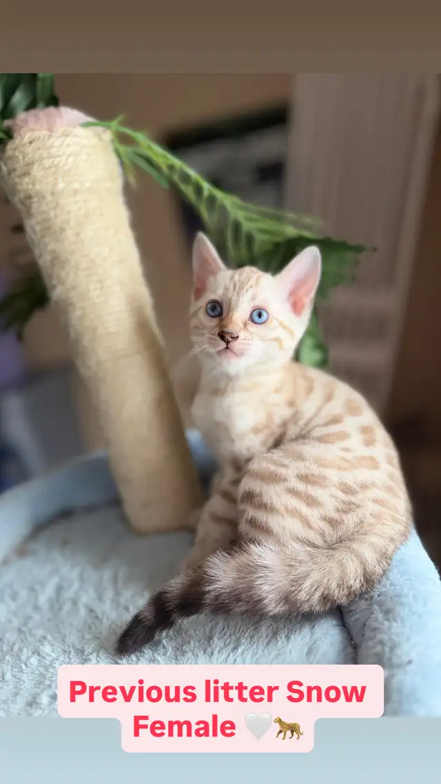 Beautiful Snow Lynx Bengal Kittens Available!