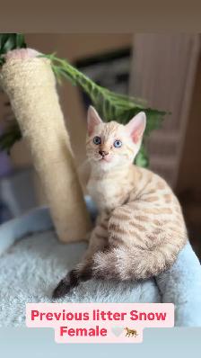 Beautiful Snow Lynx Bengal Kittens Available!