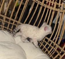 Beautiful Snow Lynx Bengal Kittens Available! - Photo 6
