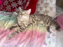 Beautiful Snow Lynx Bengal Kittens Available! - Photo 10
