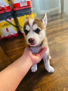 Siberian Boy Husky