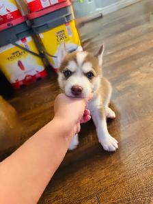 Siberian Boy Husky - Photo 2