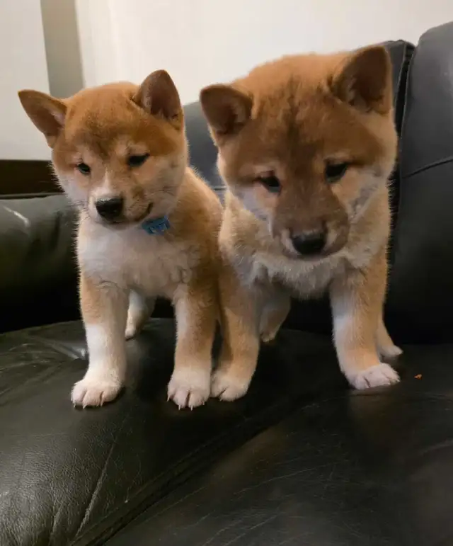 chiots shiba inu puppies