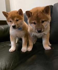 chiots shiba inu puppies