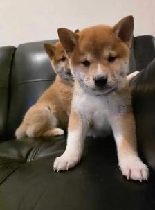 chiots shiba inu puppies - Photo 2