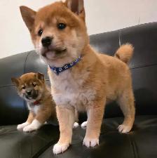 chiots shiba inu puppies - Photo 3