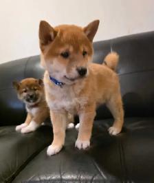chiots shiba inu puppies - Photo 4