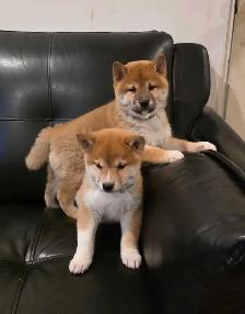 chiots shiba inu puppies - Photo 5