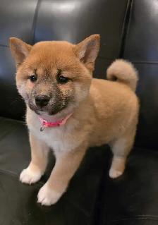 chiots shiba inu puppies - Photo 6