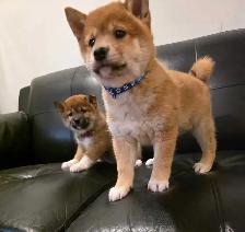chiots shiba inu puppies - Photo 7