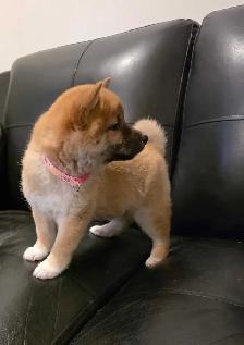 chiots shiba inu puppies - Photo 8