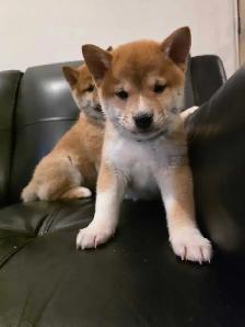 chiots shiba inu puppies - Photo 9