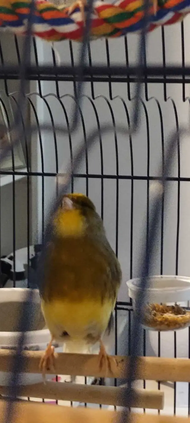 Très beau couple de canari Gloster et cage toute équipée