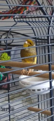 Très beau couple de canari Gloster et cage toute équipée - Photo 2