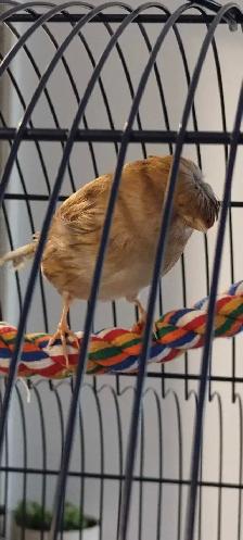 Très beau couple de canari Gloster et cage toute équipée - Photo 3