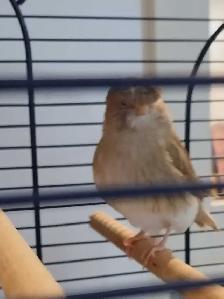 Très beau couple de canari Gloster et cage toute équipée - Photo 4