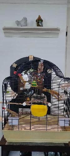 Très beau couple de canari Gloster et cage toute équipée - Photo 5