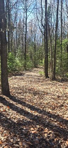TERRE À BOIS de 55,89 arpents, Saint-Bernard-de-Michaudville - Photo 9