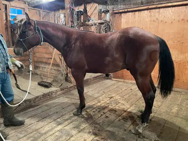 Glenn Arthur Quarter Horses - 2025 Brown Stud Colt