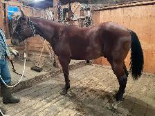 Glenn Arthur Quarter Horses - 2025 Brown Stud Colt