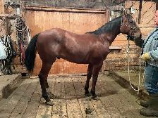Glenn Arthur Quarter Horses - 2025 Brown Stud Colt - Photo 2