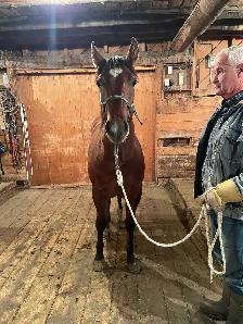 Glenn Arthur Quarter Horses - 2025 Brown Stud Colt - Photo 3