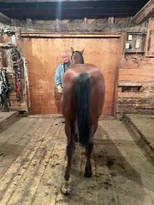 Glenn Arthur Quarter Horses - 2025 Brown Stud Colt - Photo 4