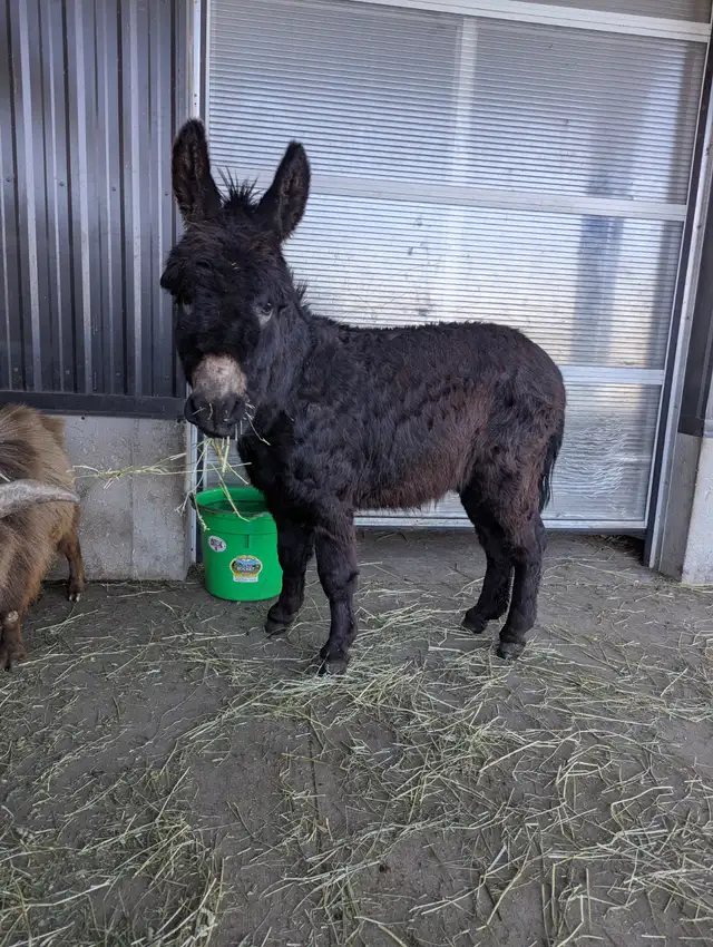 Miniature Male Donkey