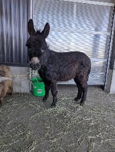 Miniature Male Donkey