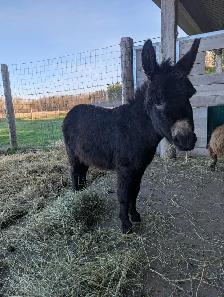 Miniature Male Donkey - Photo 2